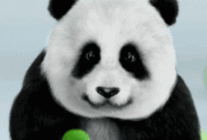 【熊猫生日季】“艾莉生日趴”惊现“父爱之手”!