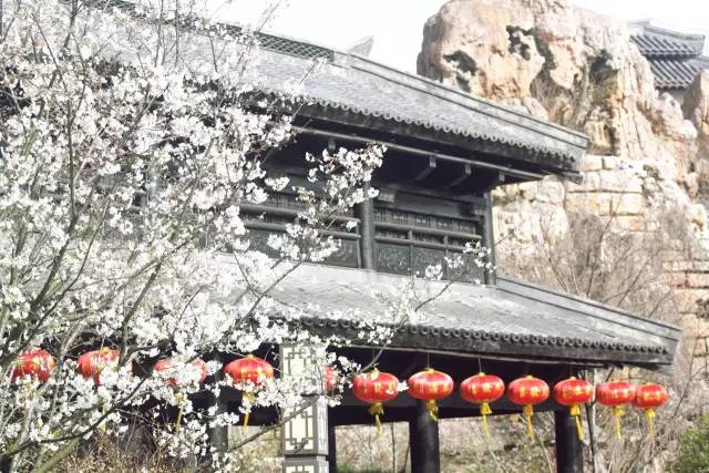 樱花 音乐 旗袍 这个春天淹城“颜值”爆表