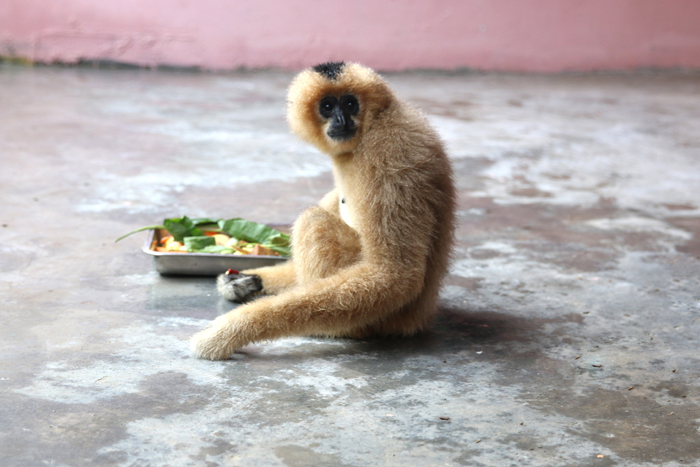 淹野“剩女”猿望“图”止渴寄相思