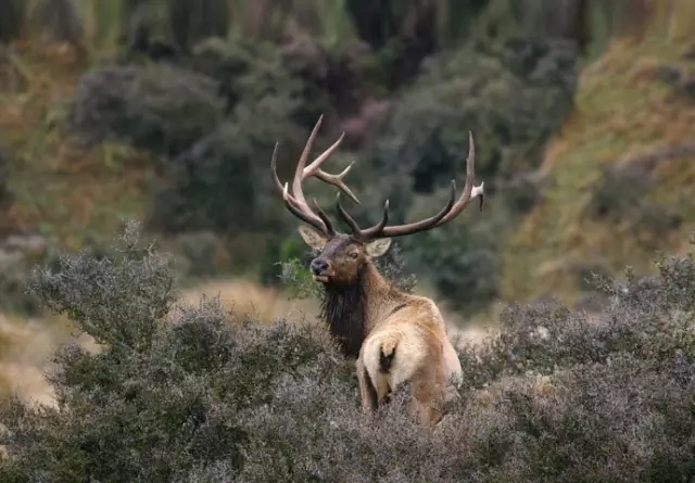 动物狩猎季,你是我们要找的猎人吗?