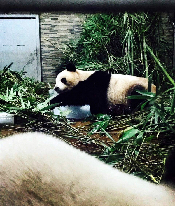 熊猫卧冰战高温，冰冰凉凉爽一夏，欢呼雀跃的“二巧”，萌翻众人