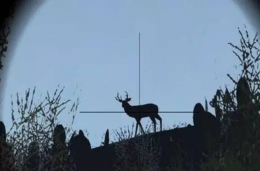 免费抢年卡啦！动物狩猎季，一起来丛林探险！