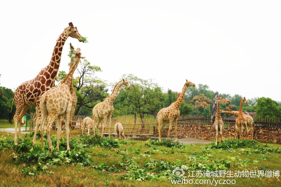 蓝瘦！香菇！再不住手，以后真的只能看这样的大长腿了！