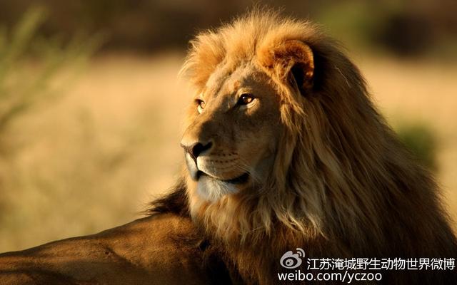 淹野推出大型年历投票活动，免费门票等你来拿！