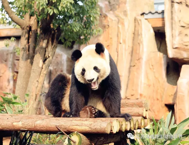 熊猫姐妹花将离开淹野，你会想念她们么？