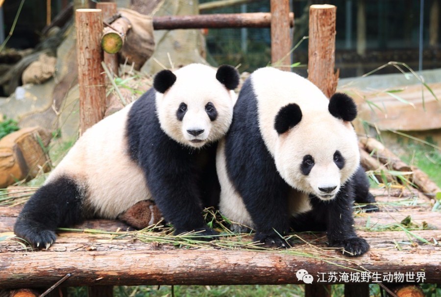 奇妙的2017年，这里有一个好消息和一个坏消息要告诉你！