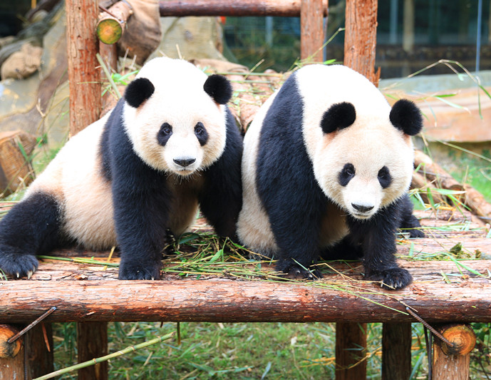 淹野纪念艾莉二巧一周年宣传片上映