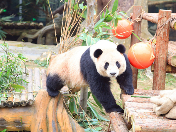 “77”“61”淹野欢迎你们！“艾莉”“二巧”一路顺风！