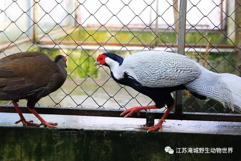 【鸡年话鸡】鸡年说说鸡的那些事！