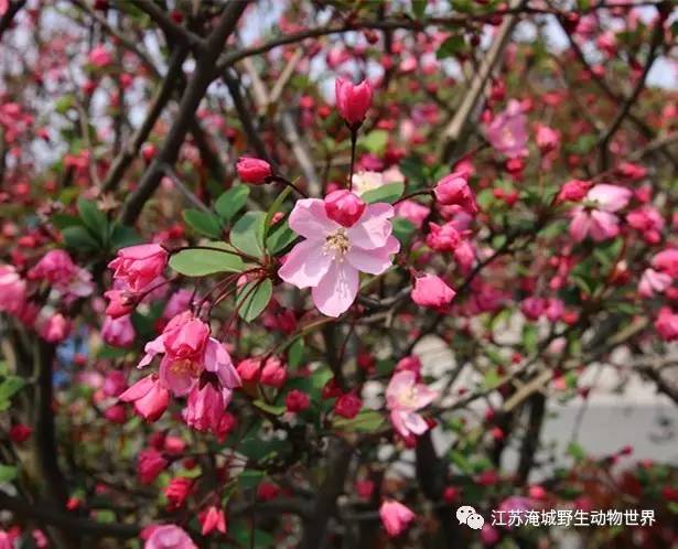 清明踏青去哪玩？常州淹城动物园！