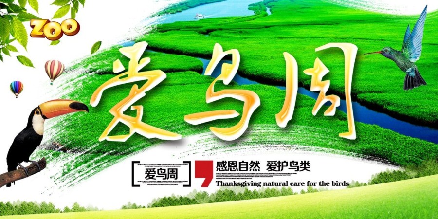 爱鸟周|关爱鸟类，从你我做起！