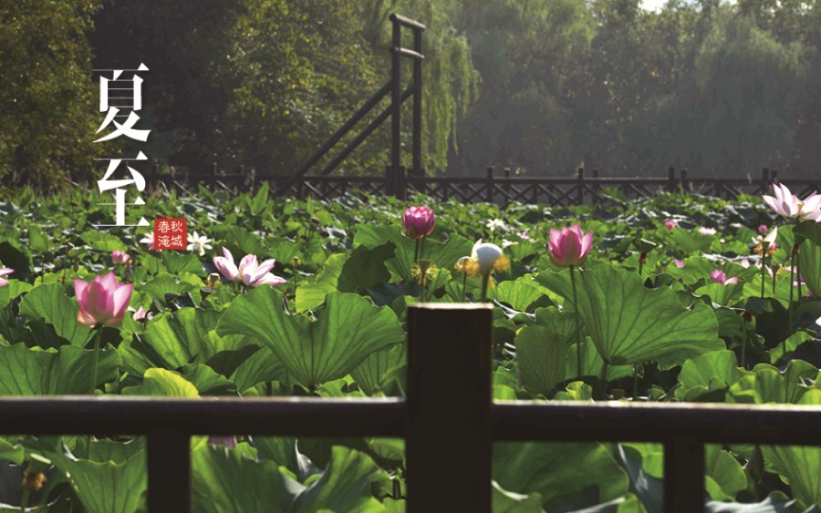 夏至已至，淹城的荷花美得一塌糊涂，赶紧约起！