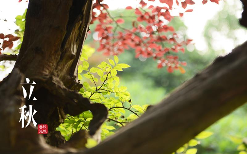 立秋以一场“躁动”音乐节告别今年盛夏