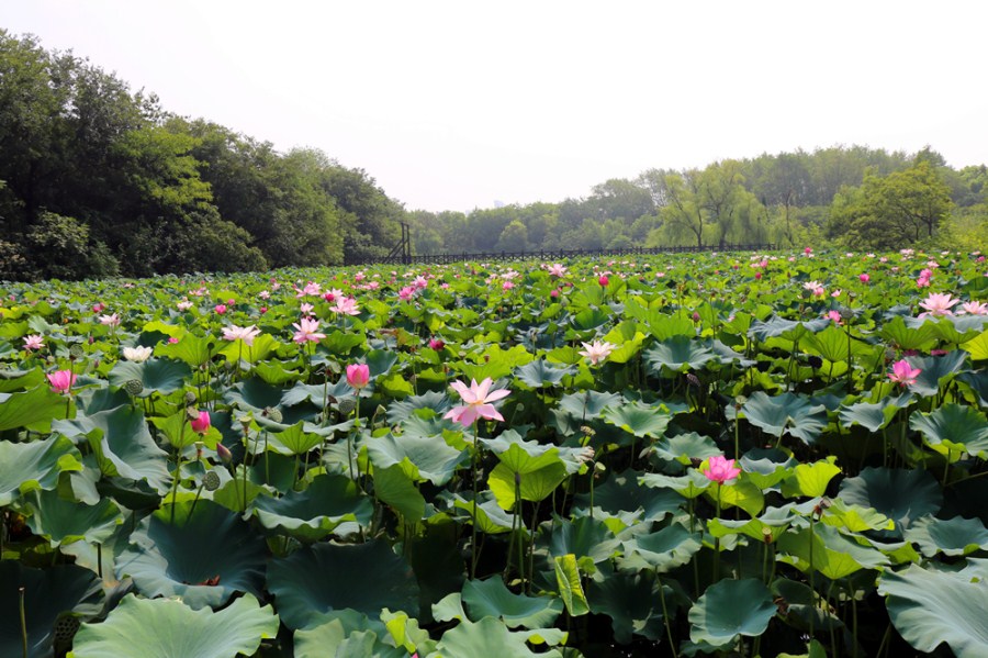 淹城遗址公园里偶遇漂亮小姐姐，美的不像人