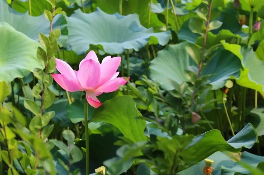 最淹城丨莲子，秋水中孕育的应季美味