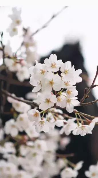 大好春光，做个花花公子又何妨……