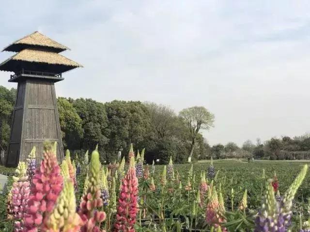 第一届淹城百花节，正式拉开帷幕！