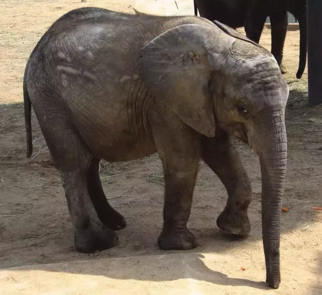 为了给这一群吃货起名字,他们的家长真是费尽了心思!