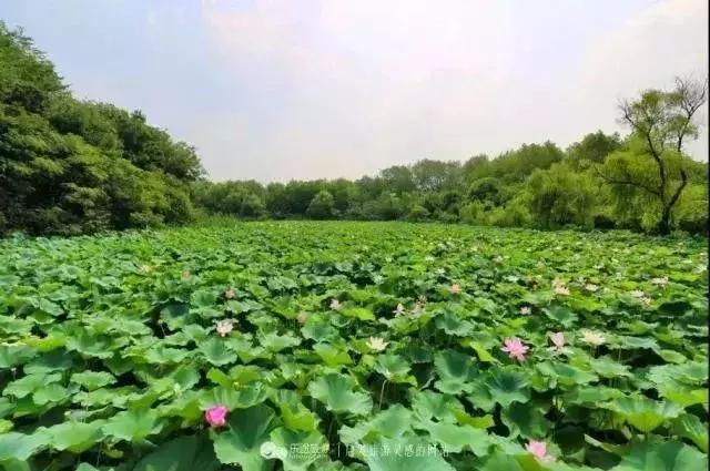 莲叶荷田田,正是一年赏荷好时节~