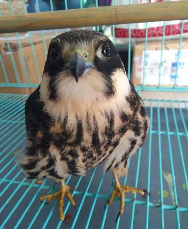 想救TA们?事实告诉你,别轻易爱心泛滥!