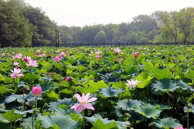 就算大雨让整座城市颠倒，也有荷香给你怀抱