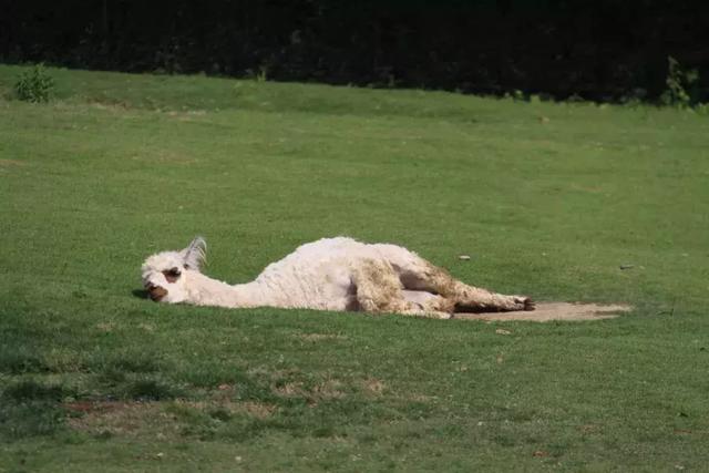 春困秋乏 秋季最新“睡姿”你GET了吗？