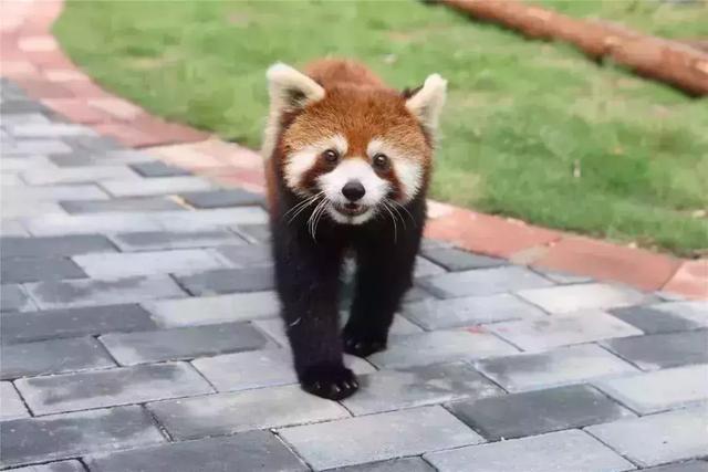 缤纷淹城闹国庆，别样“悦宾”红色情！