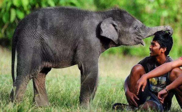 原来在大象眼中我们竟然是可爱小baby？！
