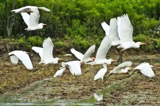 鸿雁在云鱼在水 草木萌动春日归丨春秋淹城遗址公园是观鸟天堂