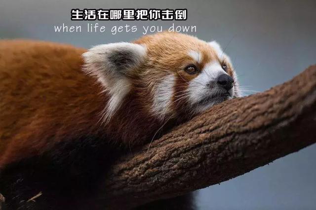 即使生活很丧 我们也该有自己的态度