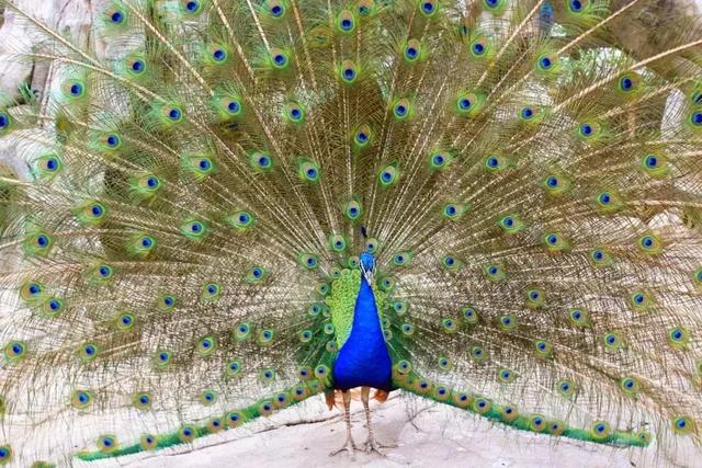 “爱鸟周”公益招募 | 淹野邀你加入护鸟卫士的队伍