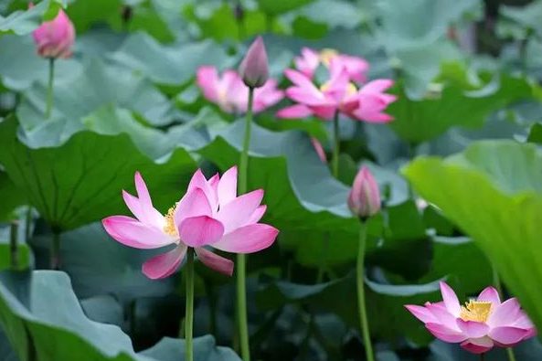 自带空调属性！淹城遗址公园里的夏天清凉如春