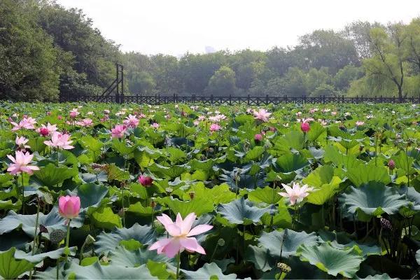 盛夏雅事—— 淹城遗址公园里赏荷听雨，好似误入荷香梦境