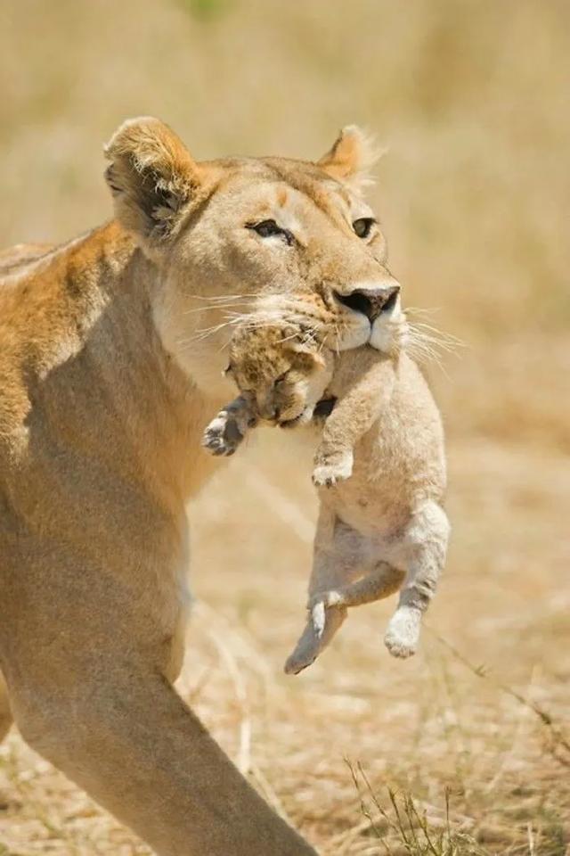 终于体验了一把当狮子王的感觉！