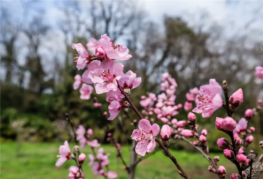 战“疫”先锋林的桃花已悄然绽放