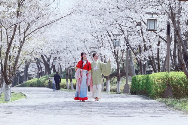 炸！赏樱正当时！