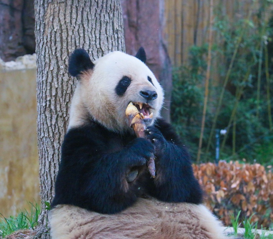大熊猫“魔性”吃笋！