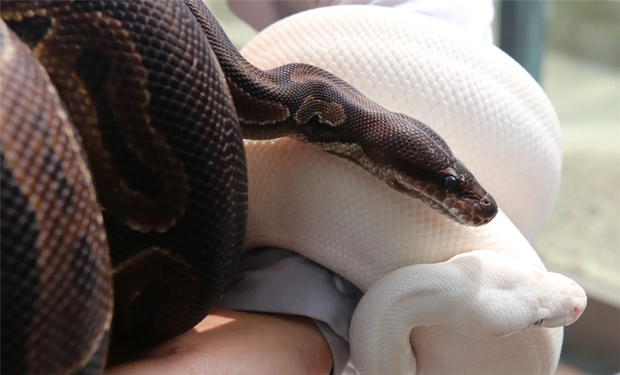 世界蛇日|双蛇共浴，“白娘子”现身