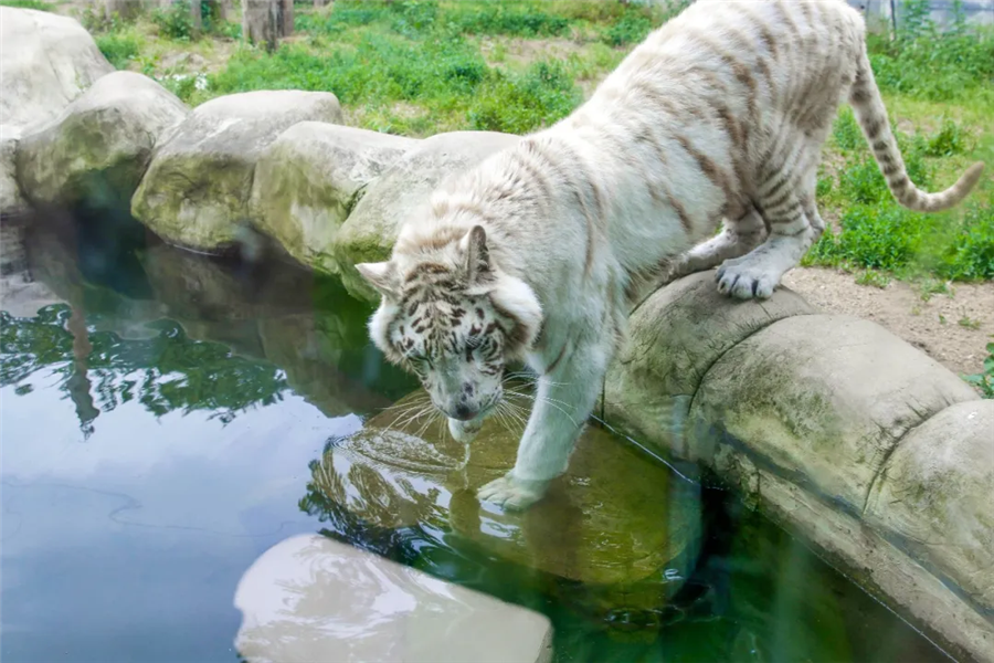 盛夏最萌防暑方式，趴冰、戴草帽、网红吃瓜…