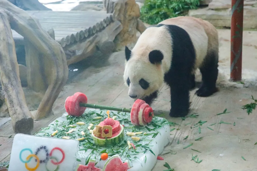 四川娃大熊猫成小生日会，梦幻联动奥运风