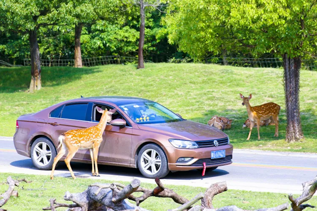 【国庆】畅游常州淹城野生动物世界动物江湖之悦宾盛会，巨兽悦宾、国宝…