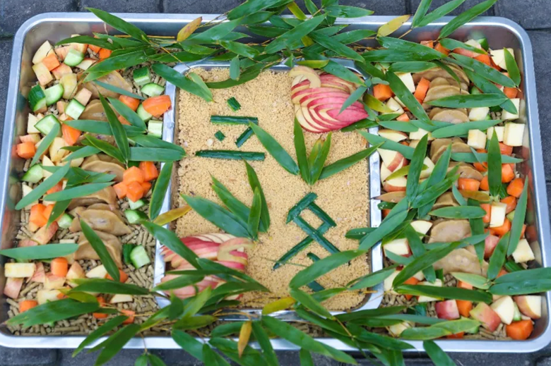 疫情期间立冬仪式感不能少，动物宅家吃饺子！