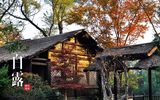 白露丨秋日苦短胜春朝，莫要辜负好秋光