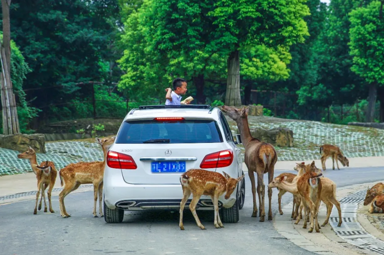 动物淘气节来啦！相约淹城野生动物世界，带你探秘现实版动物城~