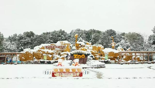 猝不及防的雪中美景，动物撒欢、游客嗨森、体验淹野速度！