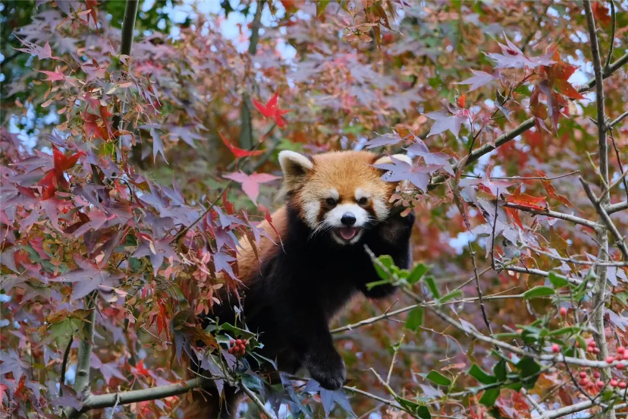 季节限定美景已上线，这些“新”玩法你get了吗?
