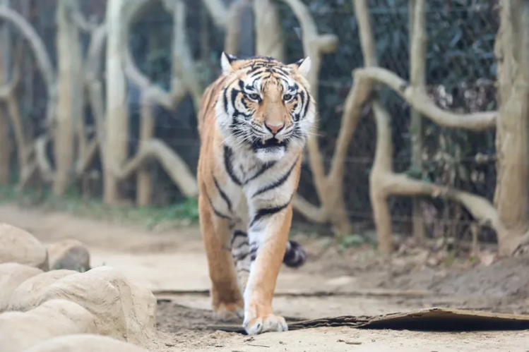 福虎迎新年，最“硬核”的年夜饭来袭