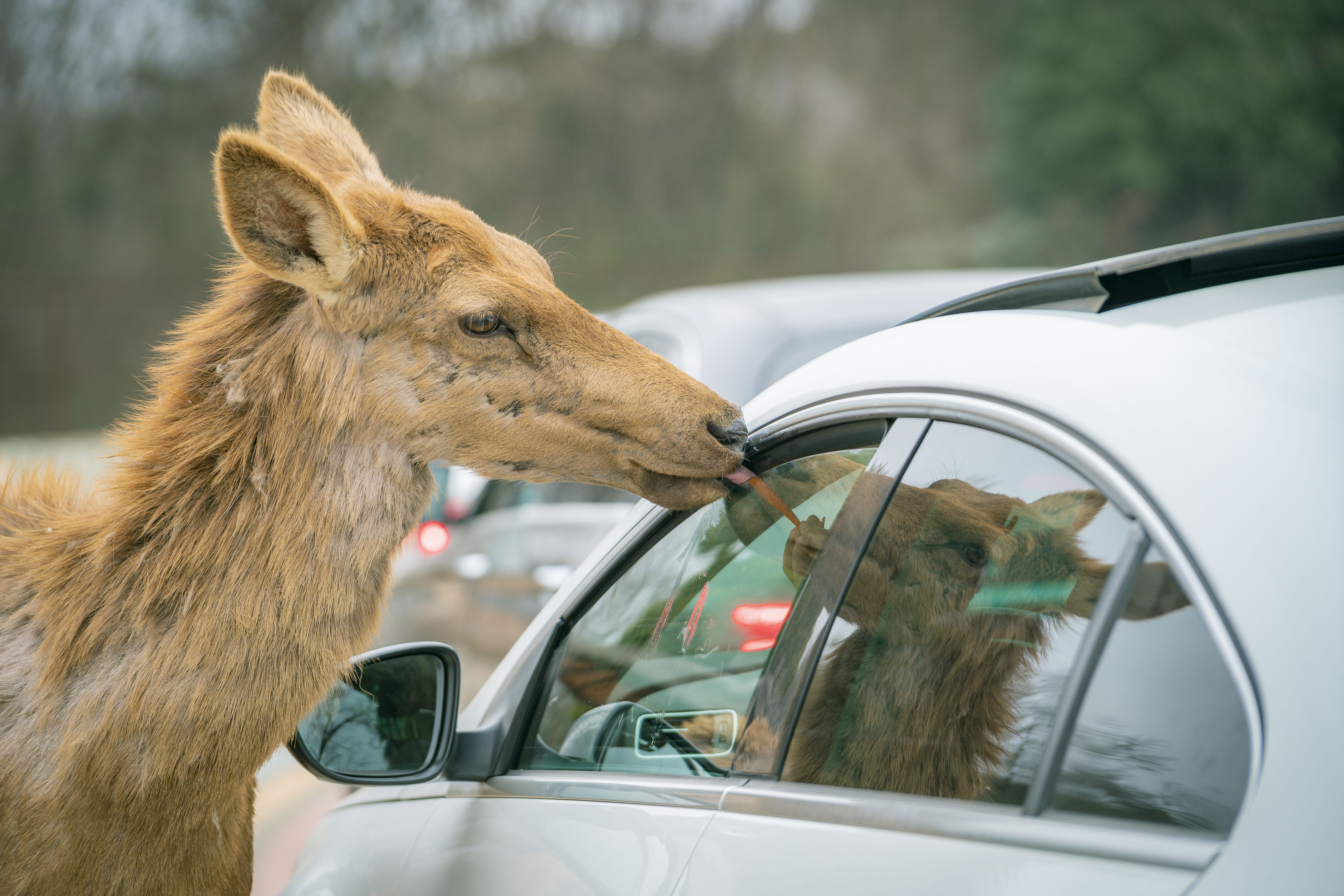 淹城野生动物世界最全攻略抢先看