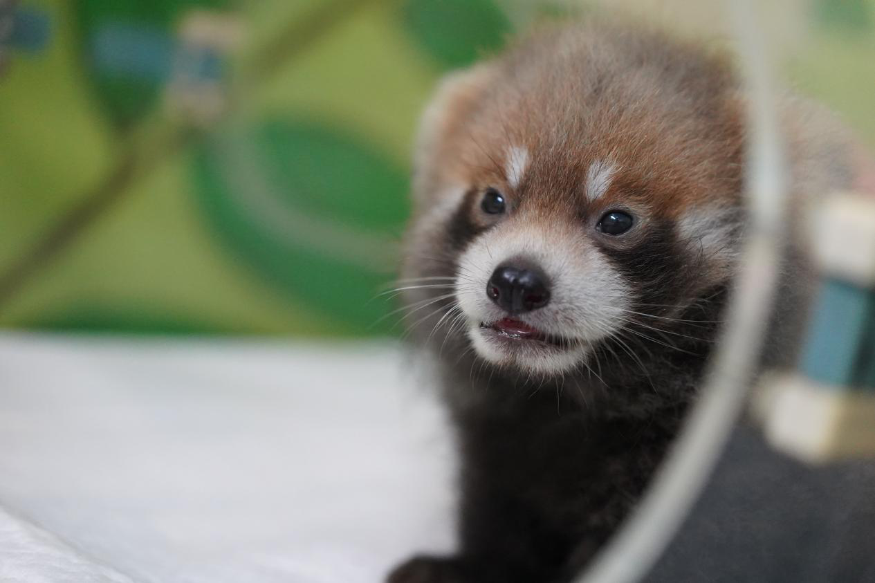 11. Animal Kindergarten