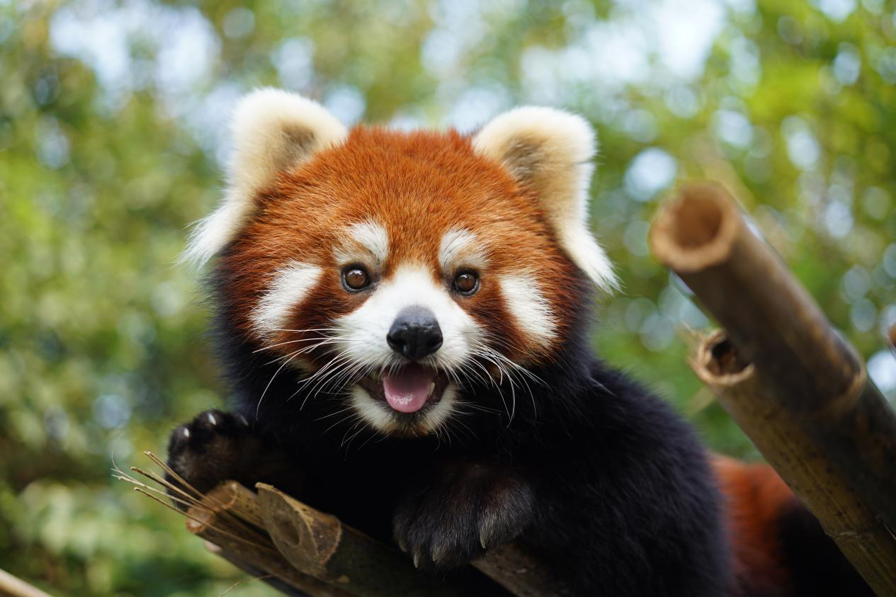 12.Red Panda Pavillion